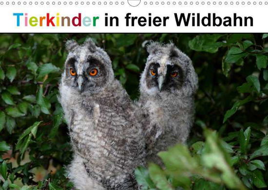 Tierkinder in freier Wildbahn - Bachmeier - Books -  - 9783672658748 - 