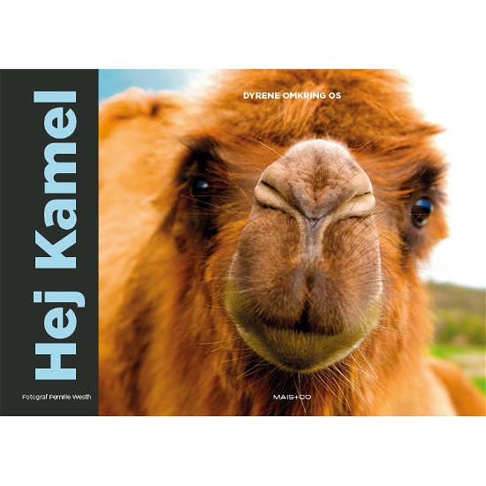 Cover for Pernille Westh · Dyrene omkring os: Hej Kamel (Cardboard Book) [1. Painos] (2018)