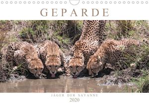 Cover for Lippmann · Geparde - Jäger der Savanne (W (Book)