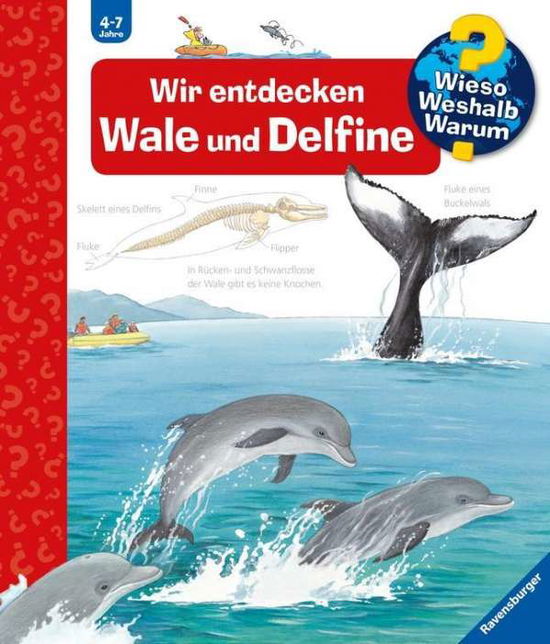 Cover for Doris Rübel · Wir entdecken Wale und Delfine (Leksaker) (2013)