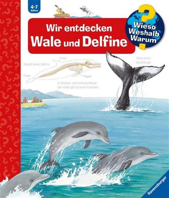 Cover for Doris Rübel · Wir entdecken Wale und Delfine (Leketøy) (2013)
