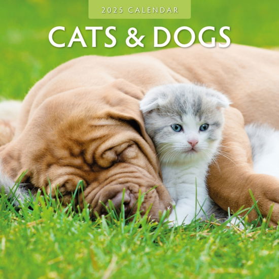 Cover for Red Robin · Cats &amp; Dogs 2025 Square Wall Calendar (Paperback Book) (2024)