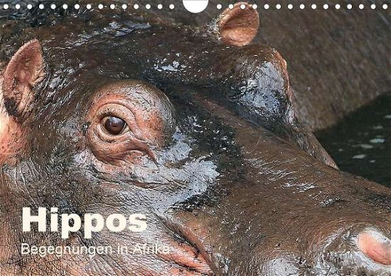 Cover for Herzog · Hippos - Begegnungen in Afrika ( (Bog)