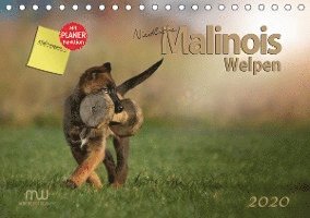 Cover for Wrede · Niedliche Malinois Welpen (Tischk (Book)