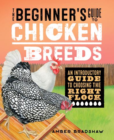 Cover for Amber Bradshaw · Beginner's Guide to Chicken Breeds (Bok) (2021)