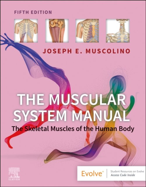 Cover for Muscolino, Joseph E. (Instructor, Purchase College, State University of New York, Purchase, New York; Owner, The Art and Science of Kinesiology, Redding, Connecticut) · The Muscular System Manual: The Skeletal Muscles of the Human Body (Paperback Bog) (2023)