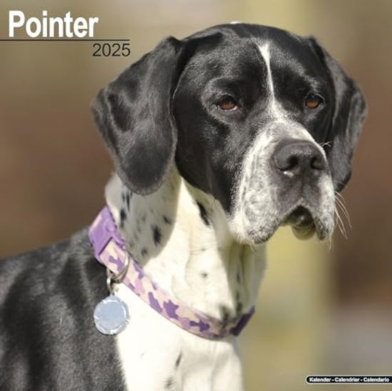 Cover for Pointer  Calendar 2025  Square Dog Breed Wall Calendar - 16 Month (Calendar) (2024)