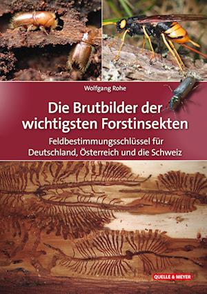 Cover for Wolfgang Rohe · Die Brutbilder der wichtigsten Forstinsekten (Buch) (2023)