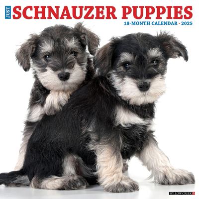 Willow Creek Press · Just Schnauzer Puppies 2025 12 X 12 Wall Calendar (Kalender) (2024)