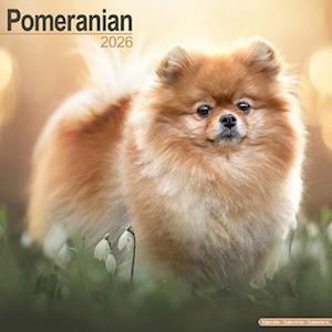 Cover for Pomeranian Calendar 2026  Square Dog Breed Wall Calendar - 16 Month (Calendar) (2025)