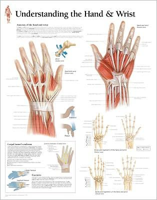 Understanding the Hand & Wrist Laminated Poster - Scientific Publishing - Fanituote - Scientific Publishing Limited - 9781930633759 - sunnuntai 1. elokuuta 2004