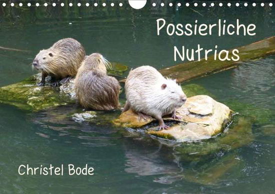 Cover for Bode · Possierliche Nutrias (Wandkalender (Buch)