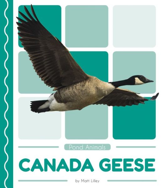 Cover for Matt Lilley · Canada Geese - Pond Animals (Paperback Book) (2019)