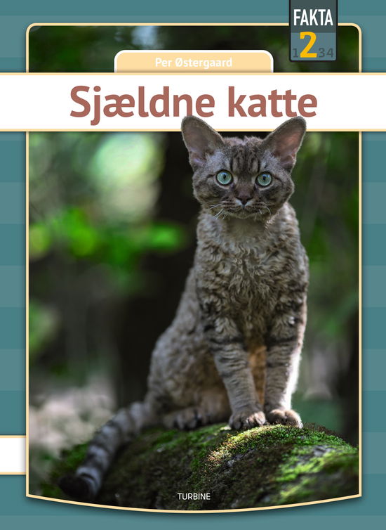 Cover for Per Østergaard · Fakta 2: Sjældne katte (Hardcover bog) [1. udgave] (2024)