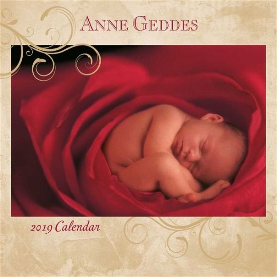 Cover for Anne Geddes · Anne Geddes 2019 Square Wall Calendar (Paperback Bog) (2018)