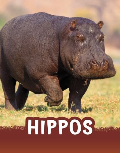 Cover for Jaclyn Jaycox · Hippos - Animals (Hardcover bog) (2022)