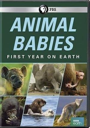 Cover for Animal Babies: First Year on Earth (DVD) (2019)