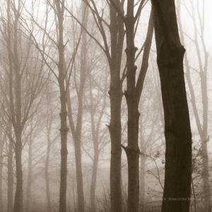 Cover for Blueneck · Scars Of The Midwest (CD) (2009)