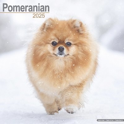 Cover for Pomeranian Calendar 2025 Square Dog Breed Wall Calendar - 16 Month (Kalender) (2024)