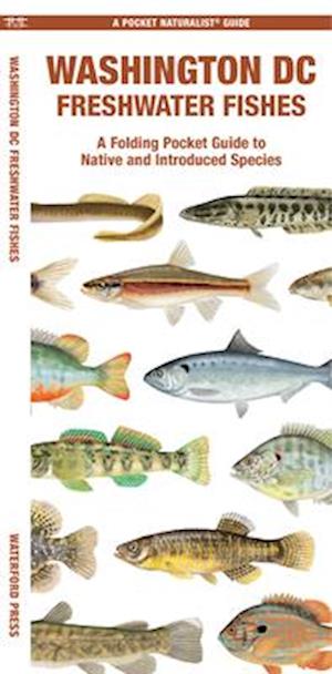 Cover for Matthew Morris · Washington DC Freshwater Fishes - Pocket Naturalist Guide (Pamphlet) (2025)