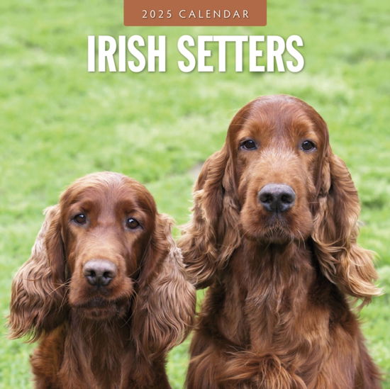 Red Robin · Irish Setters 2025 Square Wall Calendar (Taschenbuch) (2024)