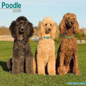 Cover for Poodle Calendar 2026  Square Dog Breed Wall Calendar - 16 Month (Calendar) (2025)