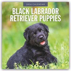 Cover for Red Robin · Black Labrador Retriever Puppies 2026 Square Wall Calendar (Paperback Book) (2025)