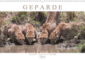 Cover for Lippmann · Geparde - Jäger der Savanne (W (Book)