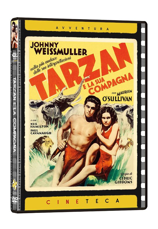 Cover for Tarzan E La Sua Compagna (DVD) (2021)