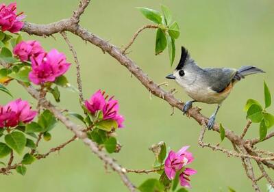 Cover for Pomegranate Communications · Black-Crested Titmouse Notecard (N/A) (2019)