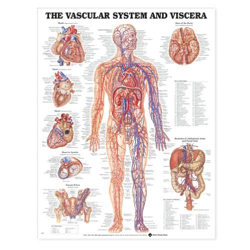 Cover for Acc 8952pl1.5 · Vascular System and Viscera Anatomical Chart (Map) (2000)