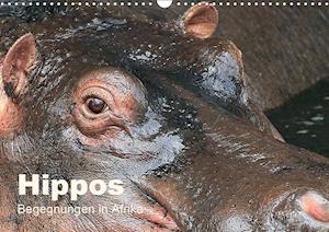 Cover for Herzog · Hippos - Begegnungen in Afrika ( (Bog)