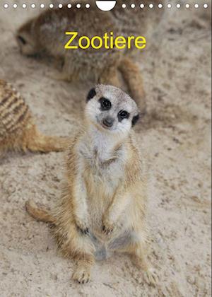 Cover for Age · Zootiere (Wandkalender 2022 DIN A4 hoch) (Calendar) (2021)