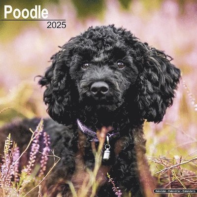 Cover for Poodle Calendar 2025 Square Dog Breed Wall Calendar - 16 Month (Kalender) (2024)