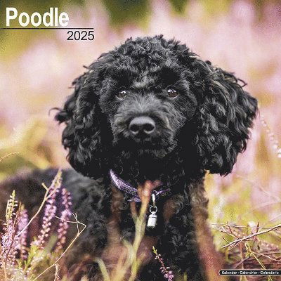 Poodle Calendar 2025 Square Dog Breed Wall Calendar - 16 Month -  - Gadżety - Avonside Publishing Ltd - 9781804603772 - 1 lipca 2024