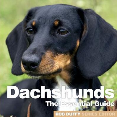 Dachshunds: The Essential Guide - Robert Duffy - Books - BX Plans Ltd - 9781910843772 - January 22, 2019