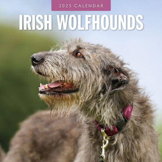 Cover for Red Robin · Irish Wolfhounds 2025 Square Wall Calendar (Paperback Book) (2024)