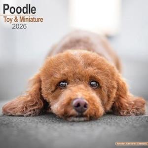 Cover for Poodle (Toy &amp; Miniature) Calendar 2026  Square Dog Breed Wall Calendar - 16 Month (Calendar) (2025)