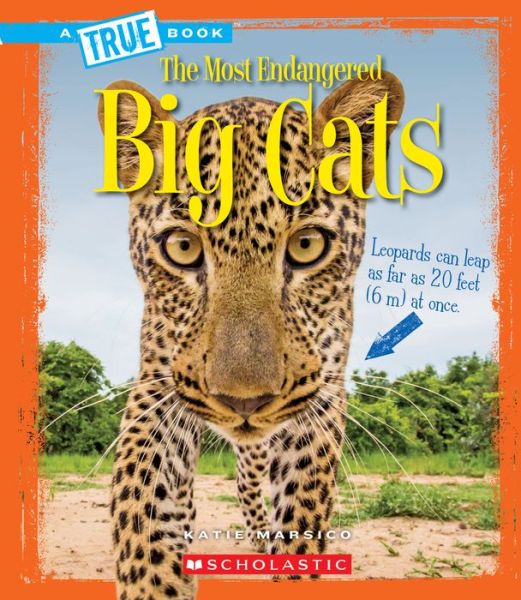 Cover for Katie Marsico · Big Cats (A True Book: The Most Endangered) - A True Book: The Most Endangered (Paperback Book) (2017)