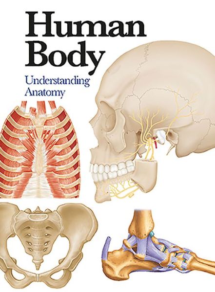 Human Body: Understanding Anatomy - Mini Encyclopedia - Jane De Burgh - Kirjat - Amber Books Ltd - 9781782743774 - perjantai 14. lokakuuta 2016