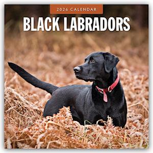 Cover for Red Robin · Black Labradors 2026 Square Wall Calendar (Paperback Book) (2025)