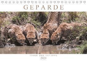 Cover for Lippmann · Geparde - Jäger der Savanne (T (Book)