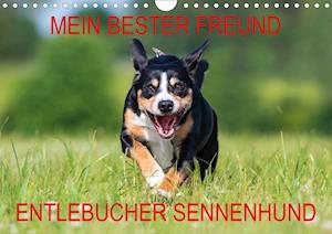 Mein bester Freund - Entlebucher Senn - N - Books -  - 9783671072774 - 