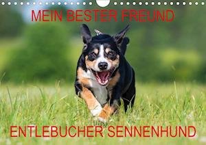 Cover for N · Mein bester Freund - Entlebucher Senn (Book)