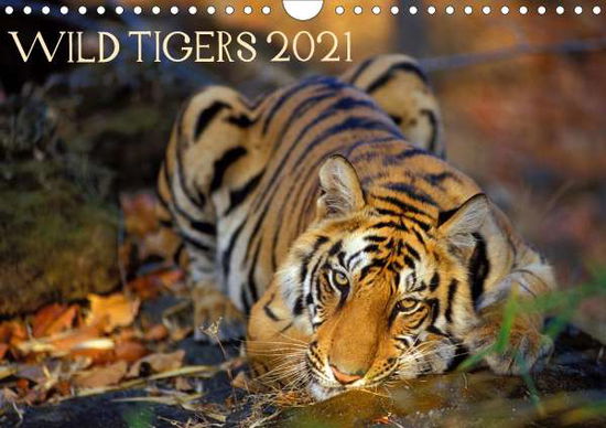 Cover for Sierra · Wild Tigers 2021 (Wall Calendar (Book)