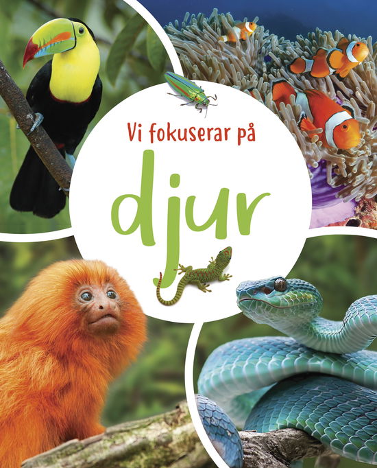 Cover for Vi fokuserar på - Djur (Hardcover Book) (2025)