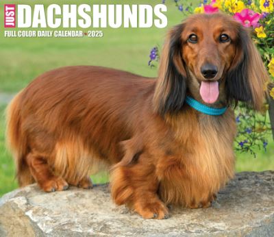 Dachshunds 2025 6.2 X 5.4 Box Calendar - Willow Creek Press - Gadżety - Willow Creek Press Calendars - 9781549240775 - 10 września 2024