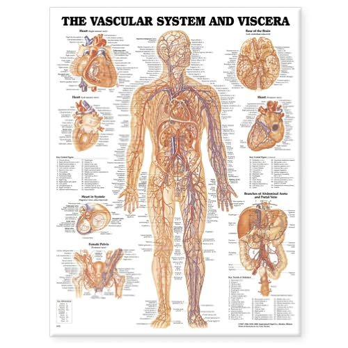 Cover for Anatomical Chart Com · Vascular System and Viscera Anatomical Chart (Map) (2000)