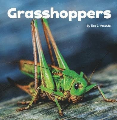 Cover for Lisa J. Amstutz · Grasshoppers - Little Critters (Hardcover Book) (2017)