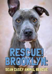 Cover for Rescue Brooklyn · Rescue! Brooklyn (DVD) (2018)